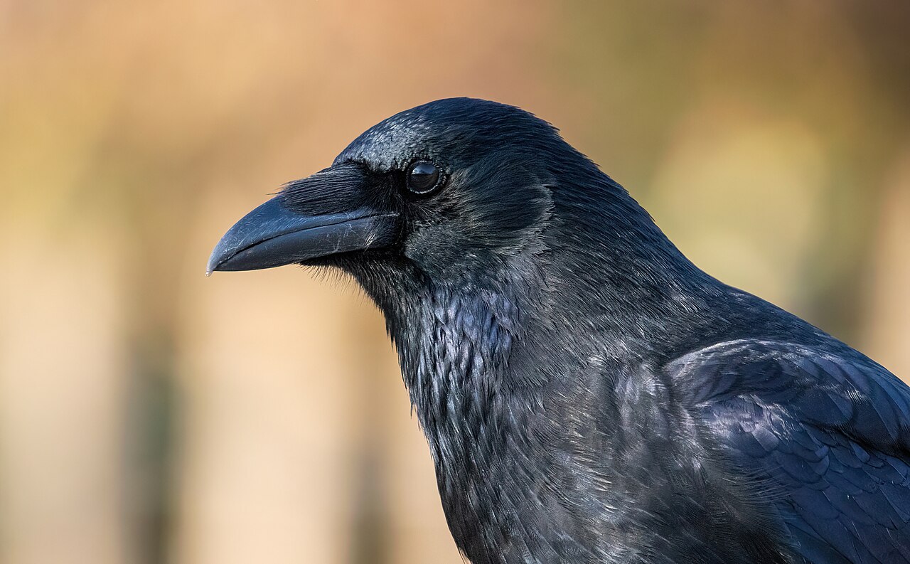 Close-up of a carrion crow’s glossy black head and upper body, facing left against a blurred tan background.