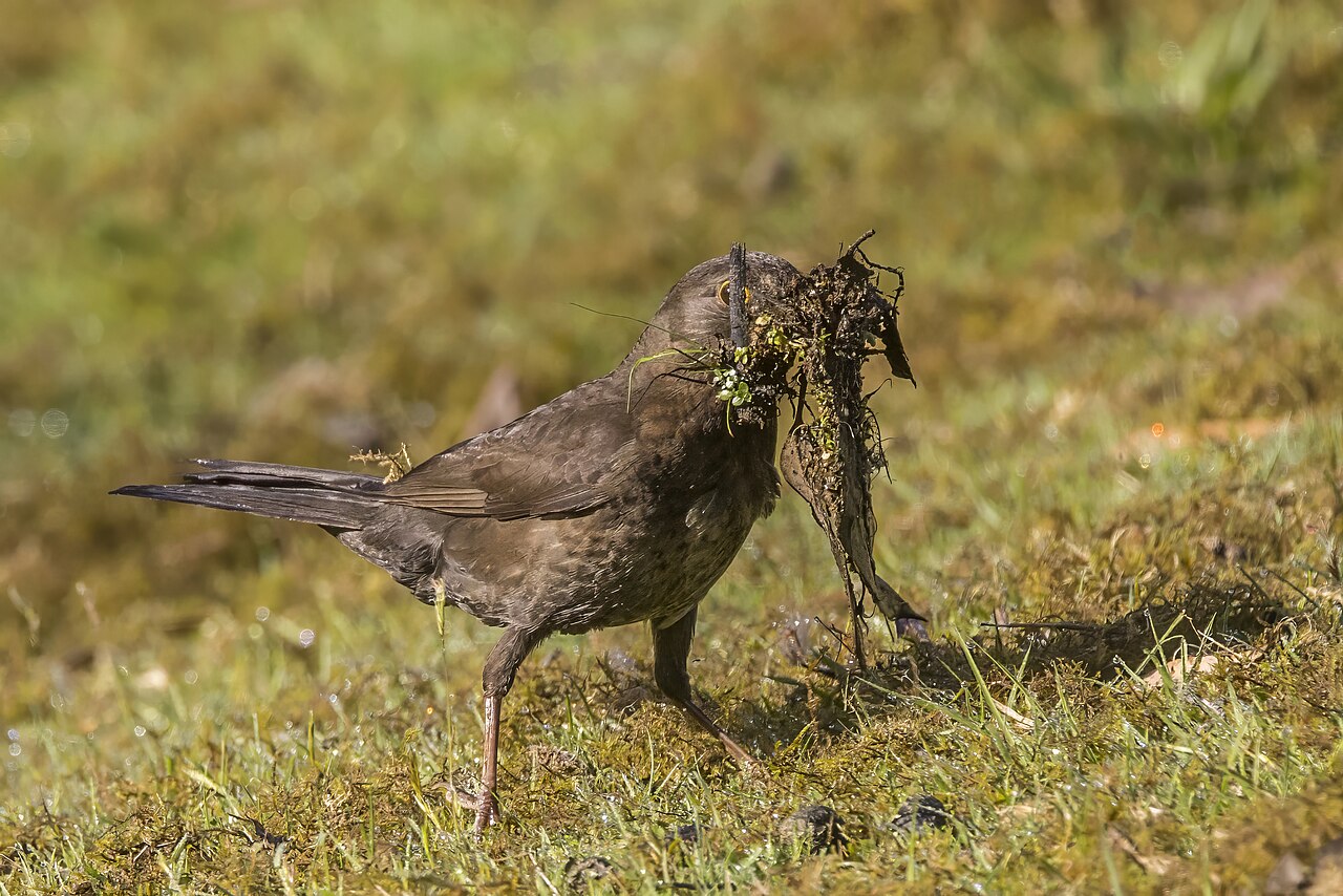 Female Eurasian blackbird carrying a clump of moss and other natural nesting material in its bill.