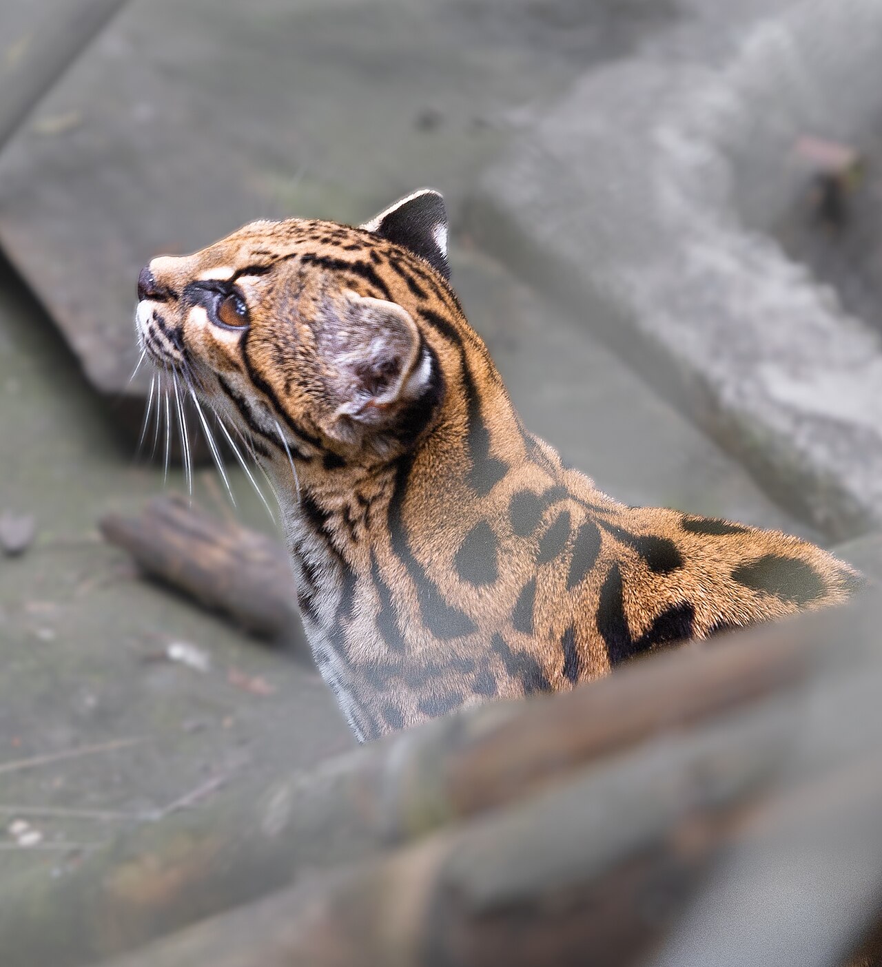 Side profile of a small spotted tilcayo wild cat looking upward among rocks.