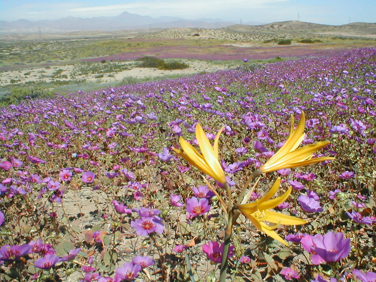 Purple flowers cover a sandy Atacama plain, with yellow trumpet-shaped blooms in the foreground and low hills beyond.