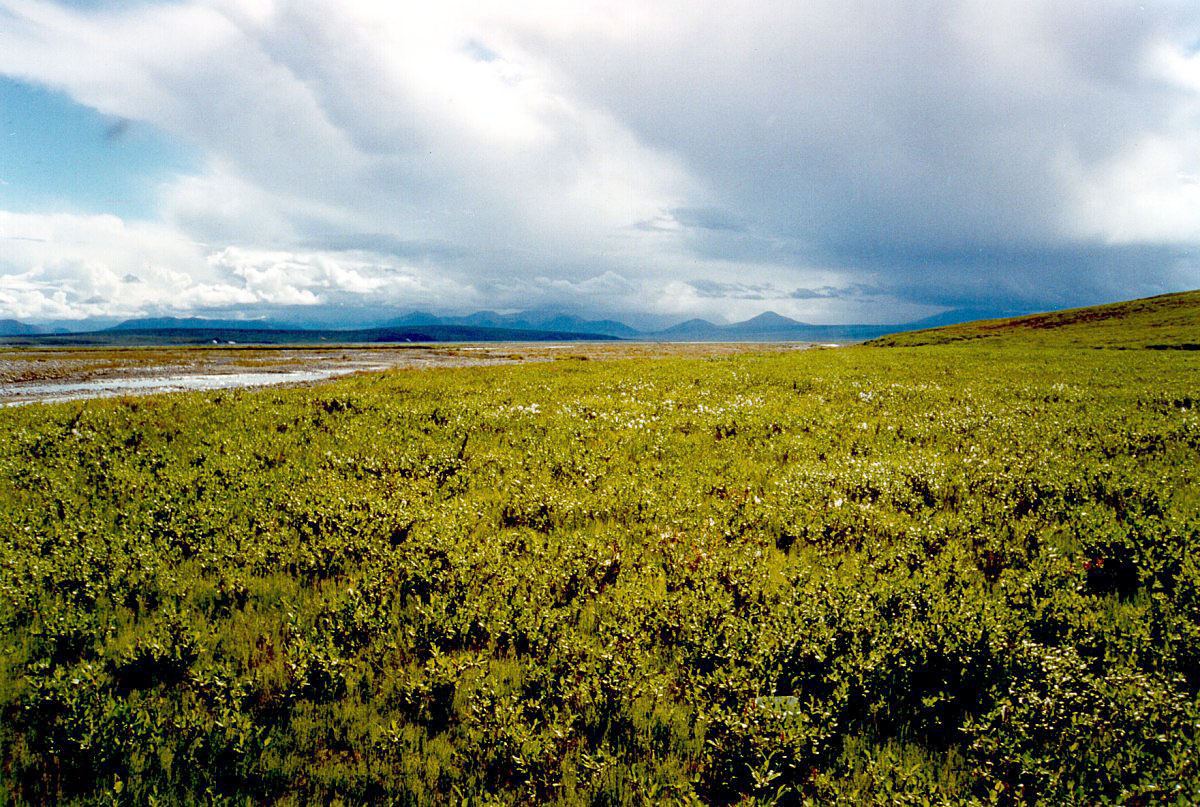 Low shrubs cover Arctic tundra beneath a cloudy sky, with mountains in the distance.