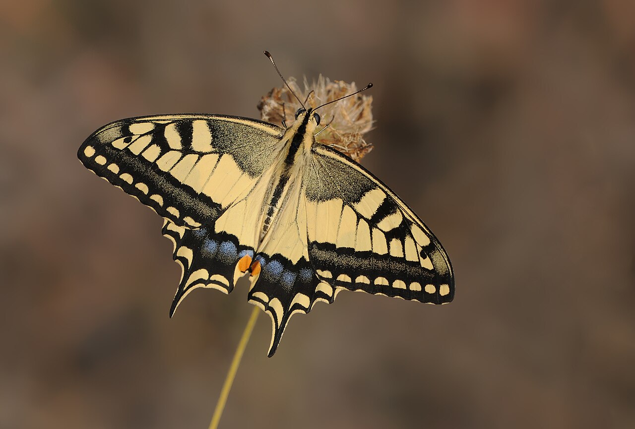 Yellow-and-black swallowtail butterfly perched on a dried flower head with wings spread, showing blue markings and orange spots.