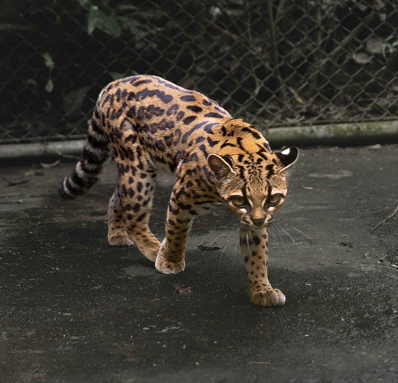 A small golden-brown tilcayo wild cat with large dark rosettes walking inside a fenced enclosure.