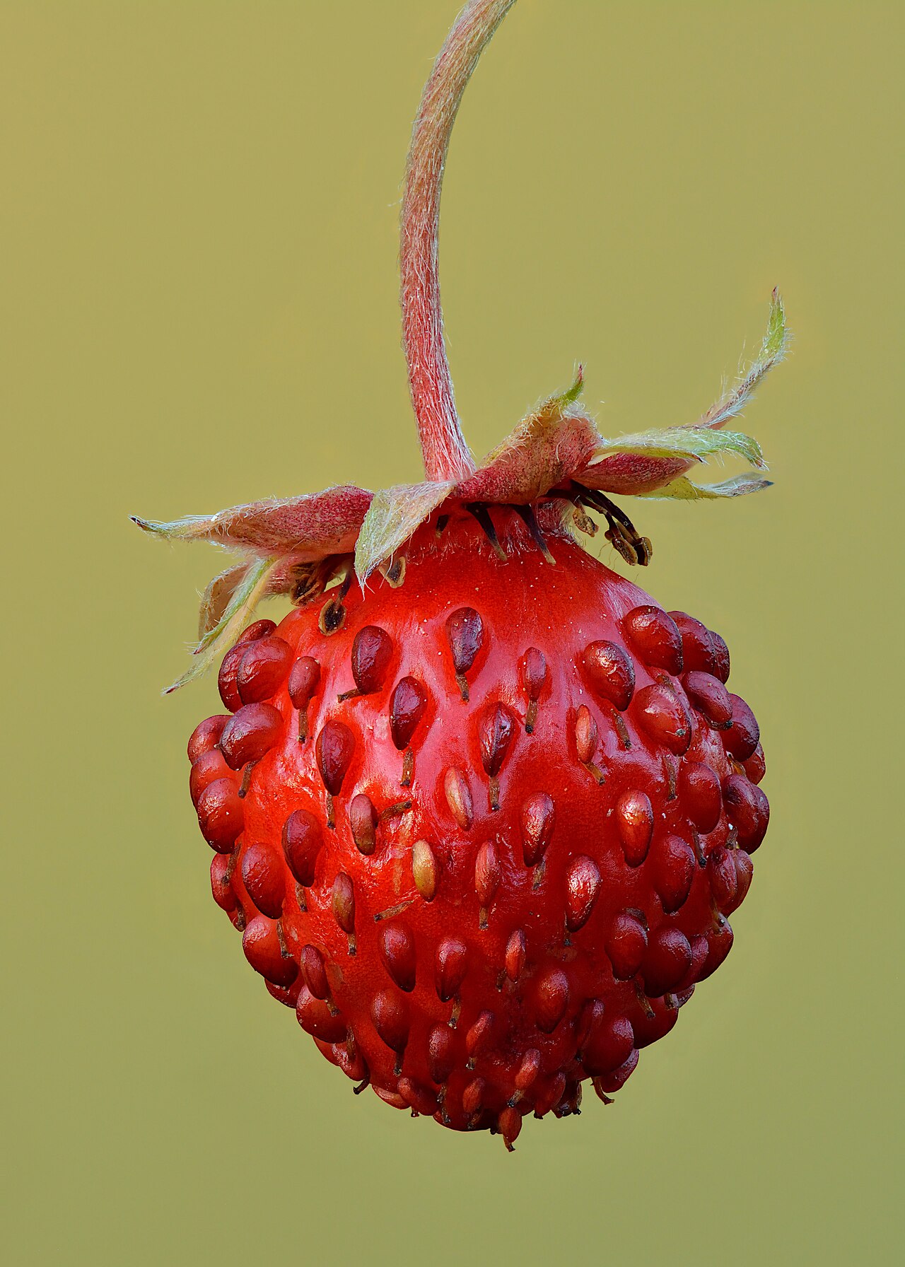 Close-up of a red wild strawberry with tiny fruits protruding from its surface.