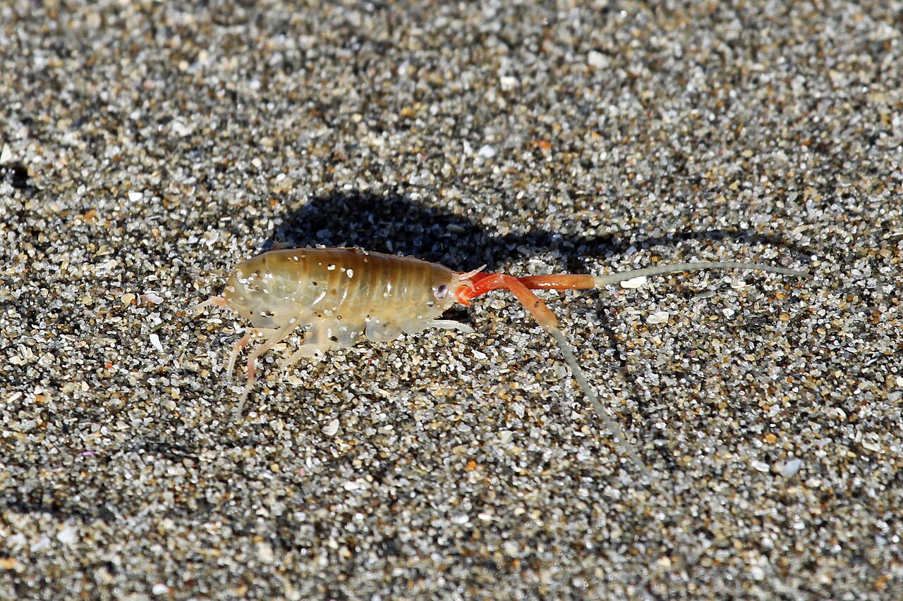 A translucent tan California beach flea, or sand hopper, standing on coarse beach sand.
