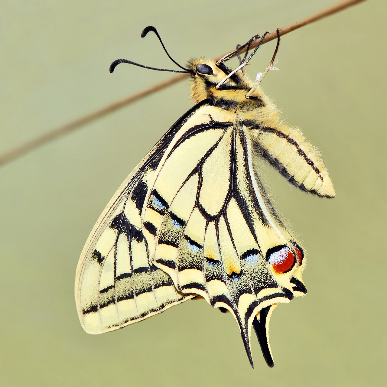 Old World swallowtail hanging from a twig, showing yellow-and-black wing undersides, blue patches and a red hindwing spot.