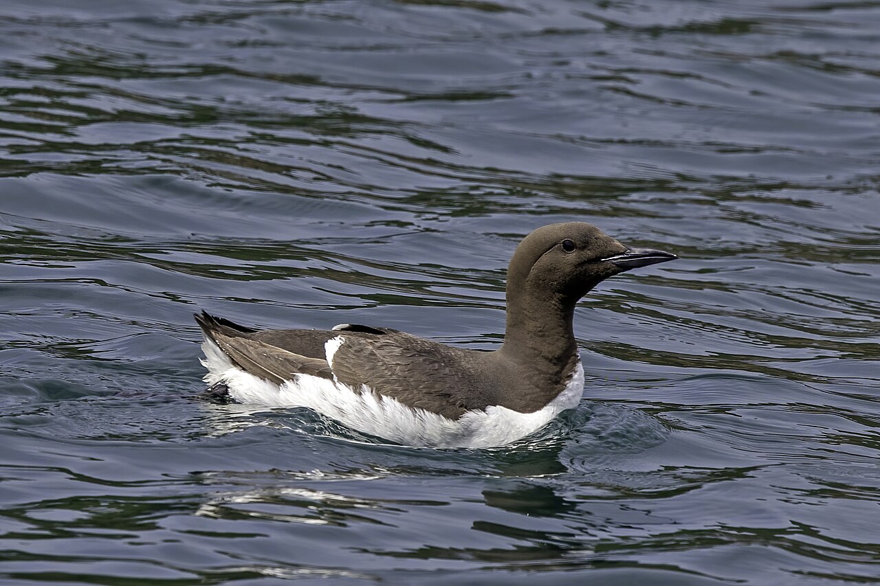 A brown-and-white common guillemot with a pointed bill swimming on rippled water.