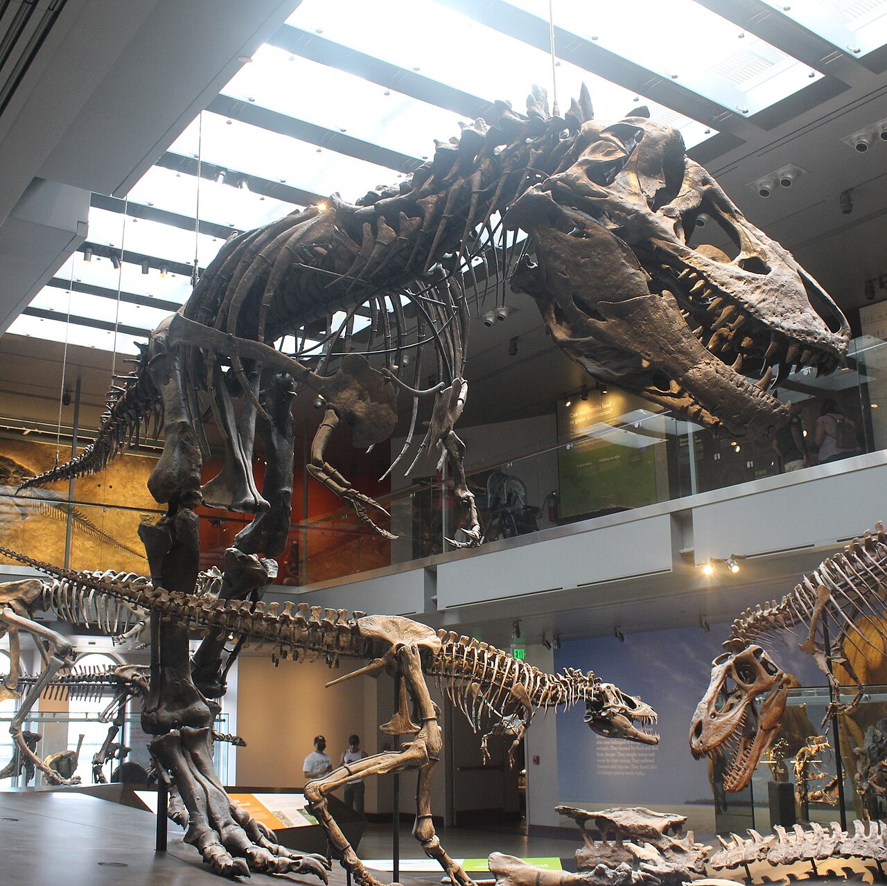 Mounted Tyrannosaurus rex skeleton Thomas displayed in the Natural History Museum of Los Angeles County.