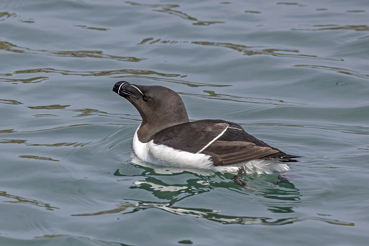 A razorbill with a dark head, white belly and white-marked bill floating on rippled water.