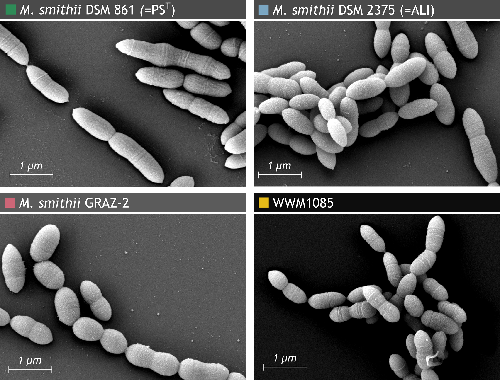 Four scanning electron micrographs show clusters and chains of rod-shaped Methanobrevibacter smithii cells, each panel labeled with its strain and a 1-micrometre scale bar.
