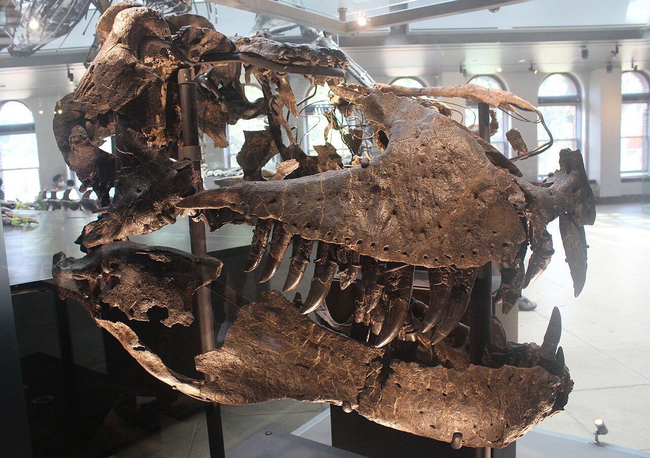 Fossilized skull and teeth of the Tyrannosaurus rex specimen Thomas mounted in a museum display.