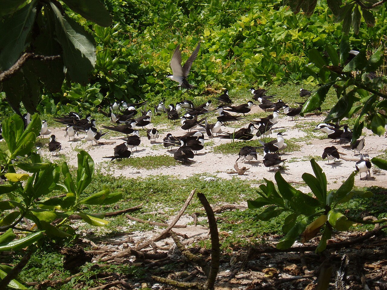 Sooty terns gather in a sandy clearing surrounded by tropical vegetation, with one bird flying above the colony.