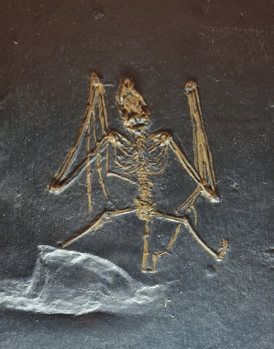 Fossilized skeleton of the Eocene bat Palaeochiropteryx tupaidon preserved in dark rock.