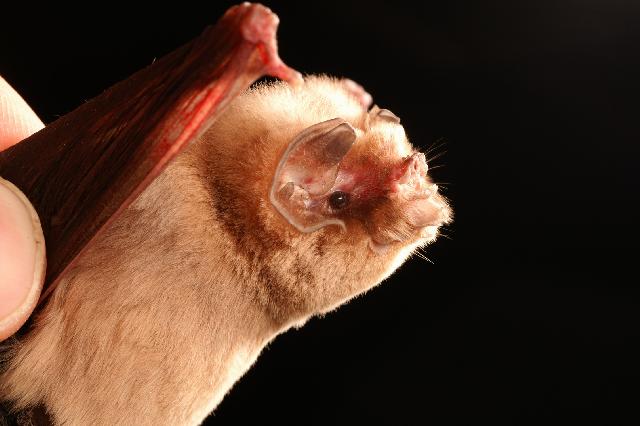 Close-up of a brown ghost-faced bat with a raised wing against a black background.