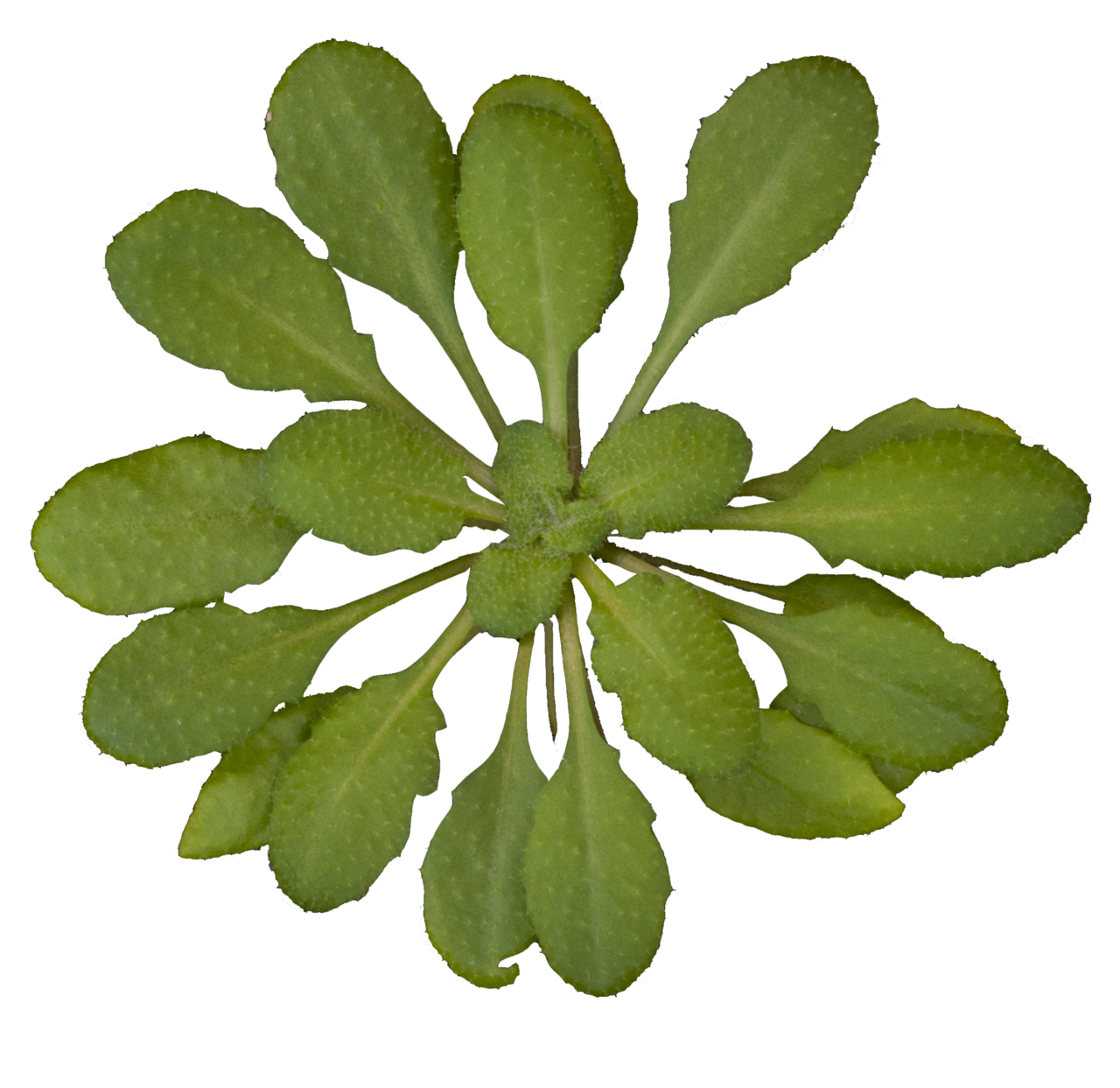 Top view of an Arabidopsis thaliana rosette, with green leaves radiating from a central growing point.