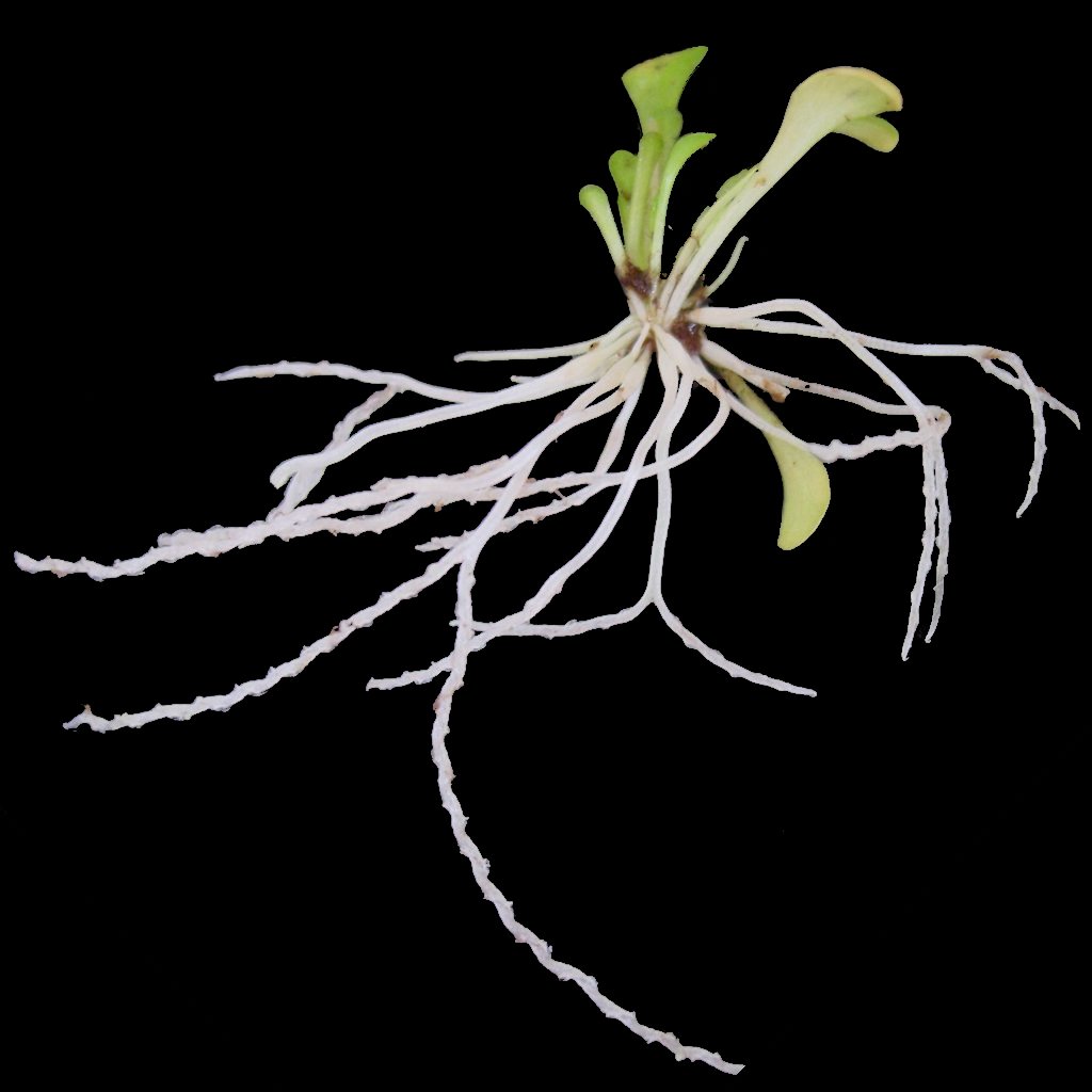 Unearthed Genlisea violacea with green above-ground leaves and long, pale branching underground trap leaves against a black background.