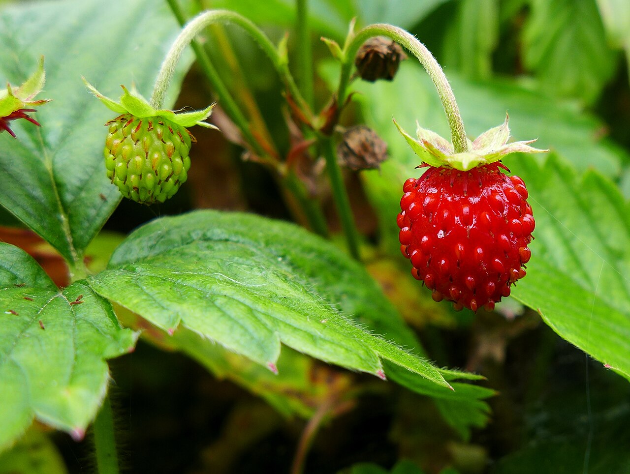 Ripe red and unripe green woodland strawberries with visible surface achenes, hanging above serrated leaves.