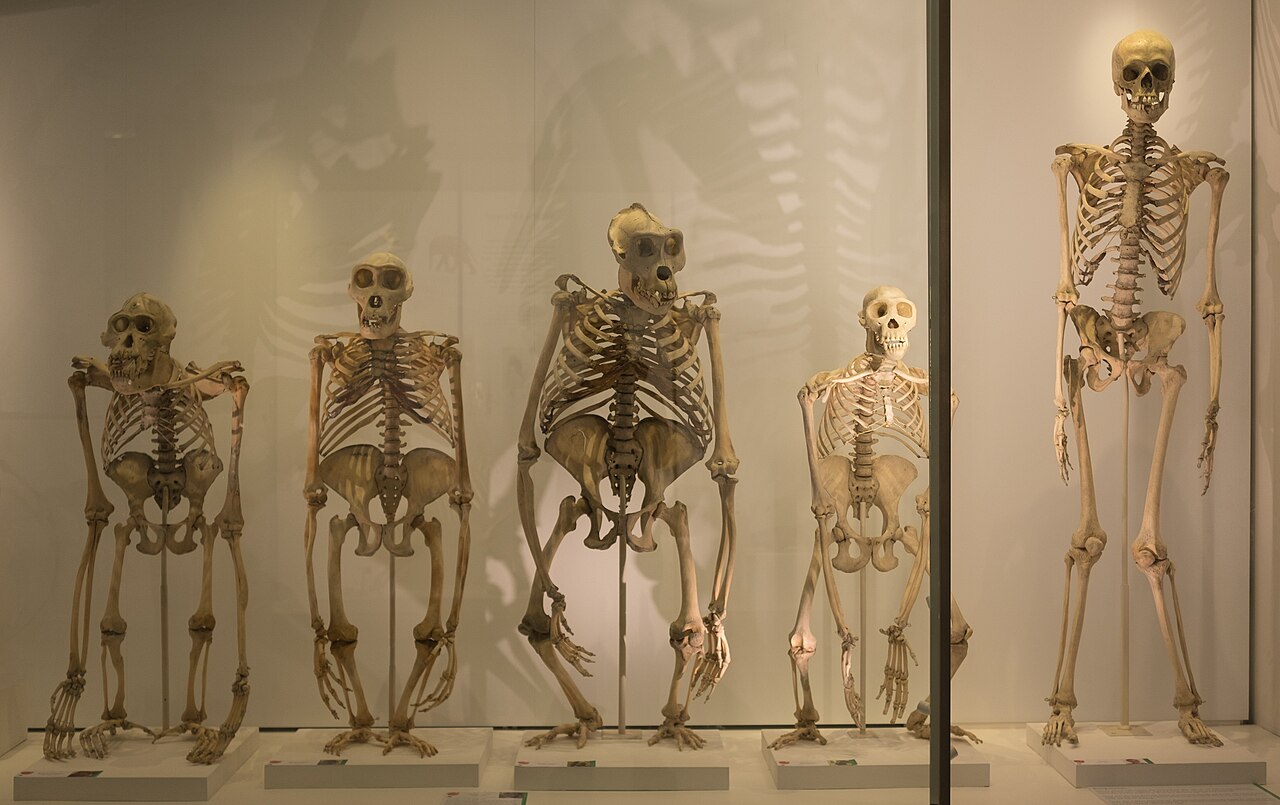 Mounted skeletons of an orangutan, two gorillas, a chimpanzee and a human displayed side by side.