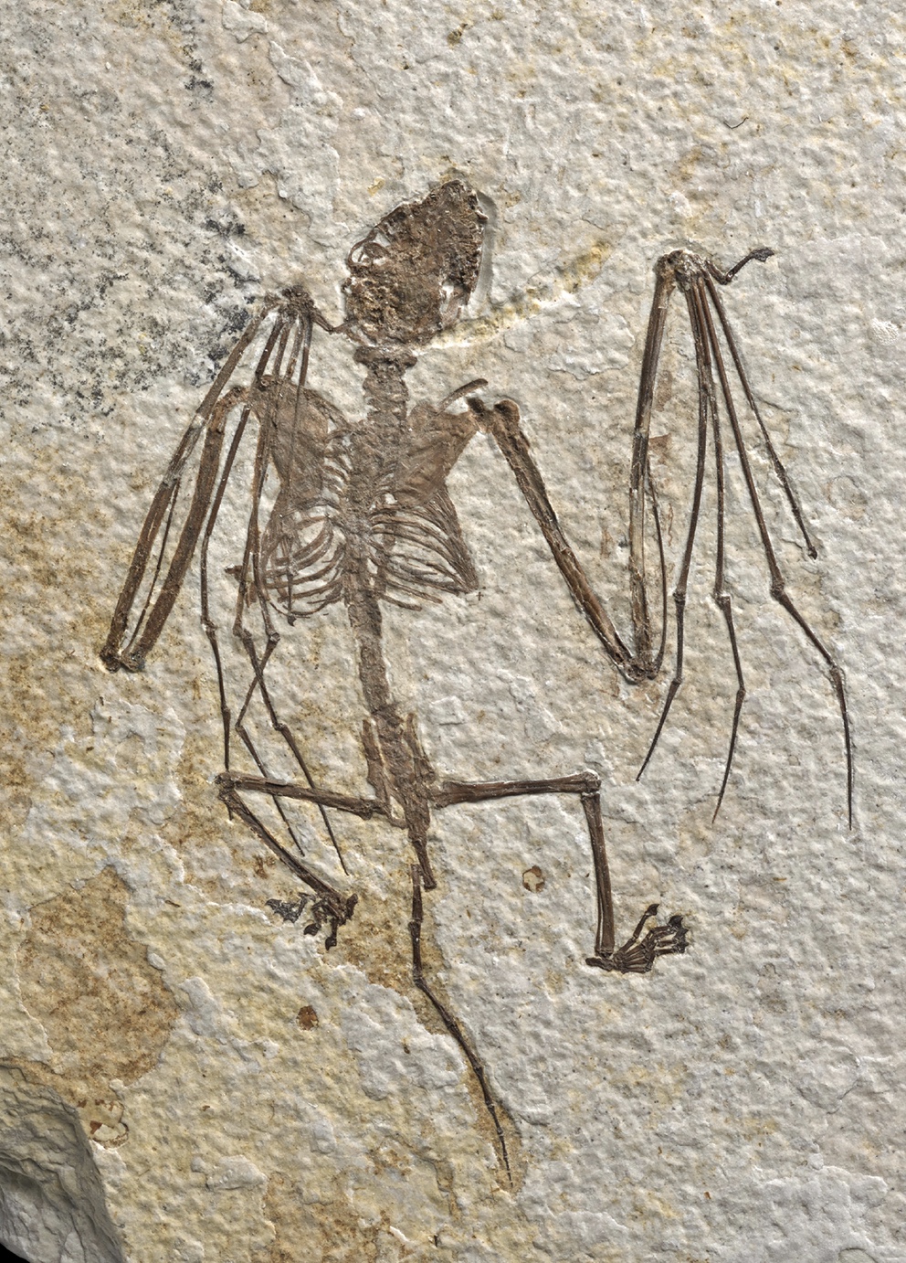 A nearly complete fossil skeleton of the early Eocene bat Icaronycteris gunnelli preserved in pale limestone.